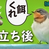 0714【ツバメの幼鳥】カルガモ親子、菜の花食カワラヒワ、キセキレイ捕食、マルガモ、アブラゼミ【今日撮り野鳥動画まとめ】身近な生き物語