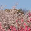 日中線記念しだれ桜 見頃 満開は？