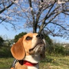 桜さくら