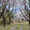  土山青地ダムの桜風景その１