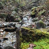 紅葉と渓流・三頭山の現地講座