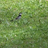 Pin-tailed Whydah テンニンチョウ