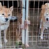 あやめと悠香by犬舎スタッフさん