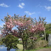 春の華やぎと山間地の現状