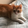 うちの猫 2018-05-27