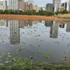4月28日（月）チラシをフライヤーというのはなぜか？そして京都中華のハマムラとの関係とは？