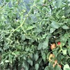 トマト連続摘芯栽培'23～収穫最盛で３回目の捻枝