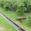 ブルーベリー農園の様子