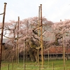 【竜ヶ崎市】般若院の枝垂れ桜・・