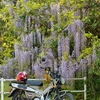 藤とカブ