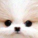 ぽめぇの暮らし