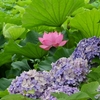 ✾不忍池　紫陽花と蓮の花😊