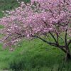 ポンポン咲きの八重桜