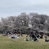 始めてみたショートウォーキングと最後の満開桜