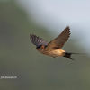 2019年5月5日の鳥撮り-千葉県の漁港