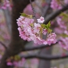 「河津桜」白山市蝶屋