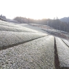 きつい霜で真っ白に　冬ならではの茶畑