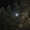 夜桜と4チワワ 【不定期トリ通信】
