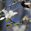 春の木の花～コブシ・モクレン