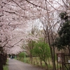 菜の花と桜
