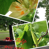 The Tulip tree now