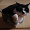 ブラッシングによる癒しと眼のかゆみ（毎朝のルーティン）