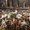 【奥秩父】四阿屋山　早春の小鹿野、セツブンソウの花宴