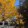 おにぎりの化石、ただの物知り