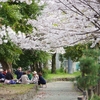 【花見】昼も夜もサクラな一日②　～まずは知る人ぞ知る・・・から～