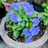 花びら捨ろう