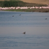 カイツブリ Little Grebe