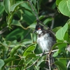 Red-whiskered Bulbul コウラウン (インドの鳥その22)