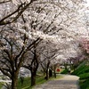 田布施川・詩情公園 の満開の桜は素晴らしかった