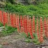 千島の海岸に咲く「ユコラの花」--島民がサケとばづくり