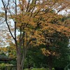 臨床検査技師の独り言---晩秋の公園散歩