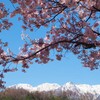 桜情報。