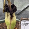 2025年7月のつくば植物園温室