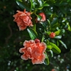 ザクロの花