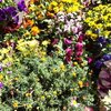 園芸店に行って、新しい花を買いました