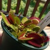 Dionaea CK Seed Grown 'No.011'