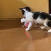 強くなってきた子猫たち！