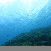 慶良間でダイビング。機材やダイビングの楽しさとか