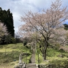 佛隆寺の千年桜を見に行ってきました♪