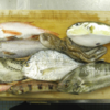 【DoChubu掲載】伊勢・三河湾でとれた珍しい魚を調理して味わう！第48回「味わって知る わたしたちの海」