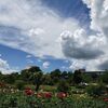 ８月１日の川西ダリヤ園～その２（山形県東置賜郡川西町）