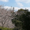 今年も同じ場所で花見