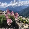【爺ヶ岳②】ライチョウと出会う花の稜線（種池山荘→爺ヶ岳南峰→種池山荘）