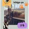 TreGattiy Marche vol.3 ichigo-yaさんの愛猫さん