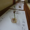 ５年生：理科　インゲン豆の生長