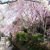 京都ｄｅお散歩　１７０　～桜・さくら　哲学の道から御所へ～